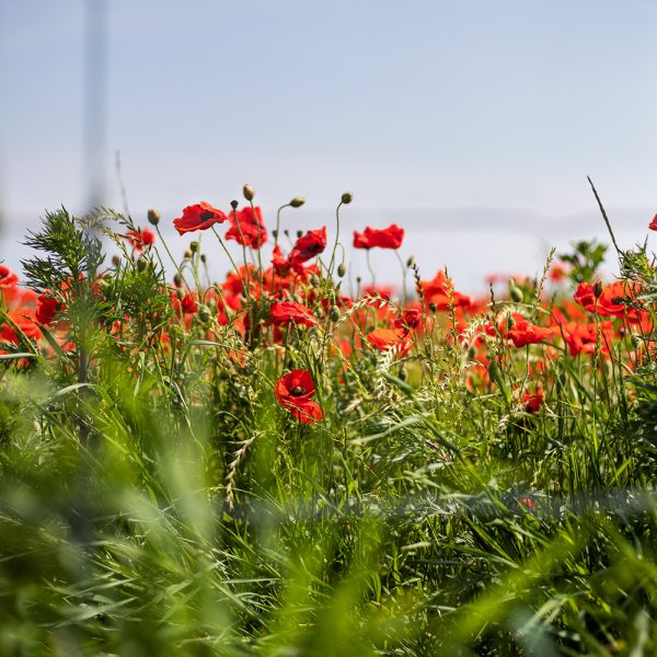 Helsingborg flower