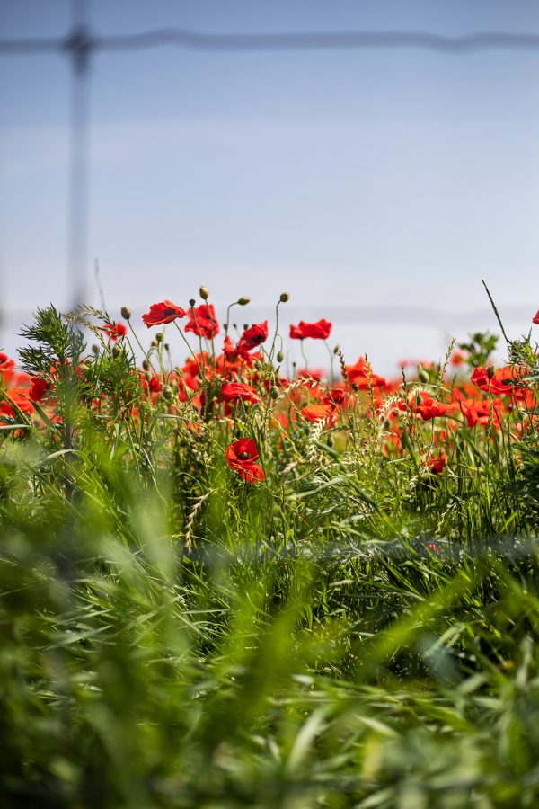 Helsingborg flower